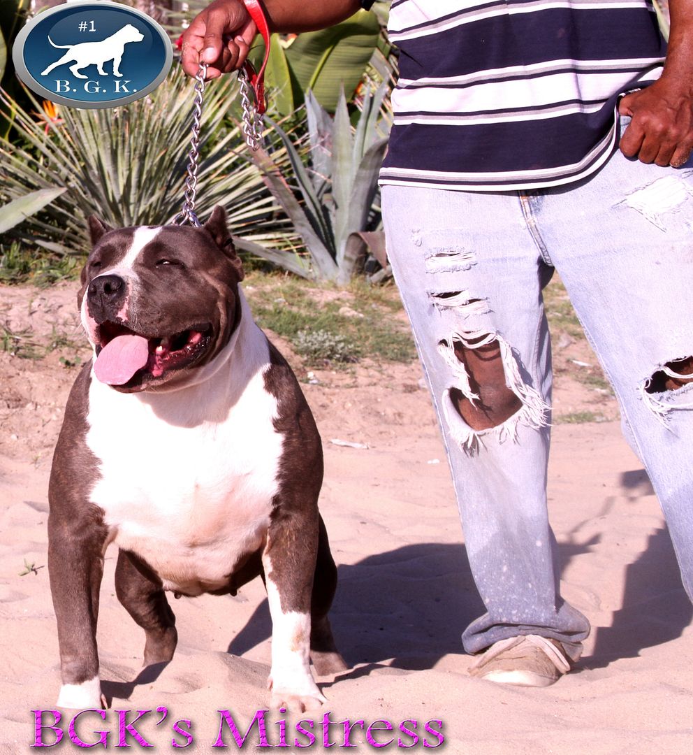 Big Gemini Pitbulls Largest Pitbulls Best Blue Pitbull breeder